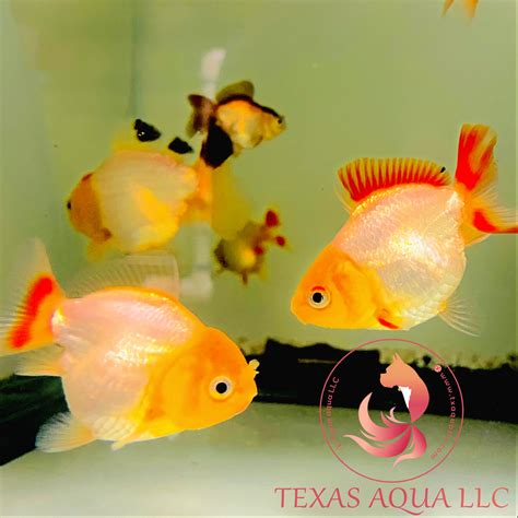 RED ORANDA – Texas Aqua LLC