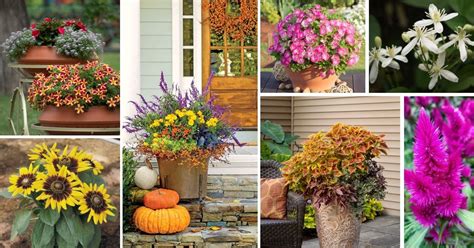 22 Most Beautiful Fall Flowers For Pots And Containers To Fill The Season With Color