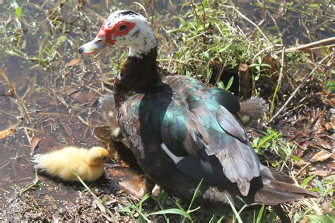 Pajama Penguin Productions: Creatures of Central Florida: Muscovy Duck