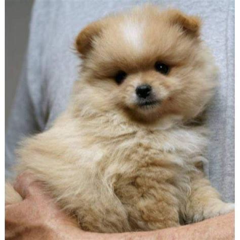 Pomeranian Hair Cutspomeranian haircut styles | iTweenFashion.com | Pomeranian puppy for sale ...