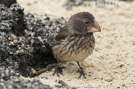 Stock photo of Large Ground Finch (Geospiza magnirostris), Galapagos Islands, Ecuador. Available ...