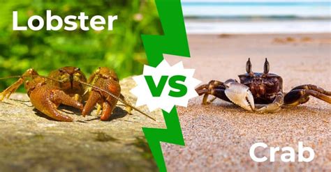 Lobster vs Crab - A-Z Animals