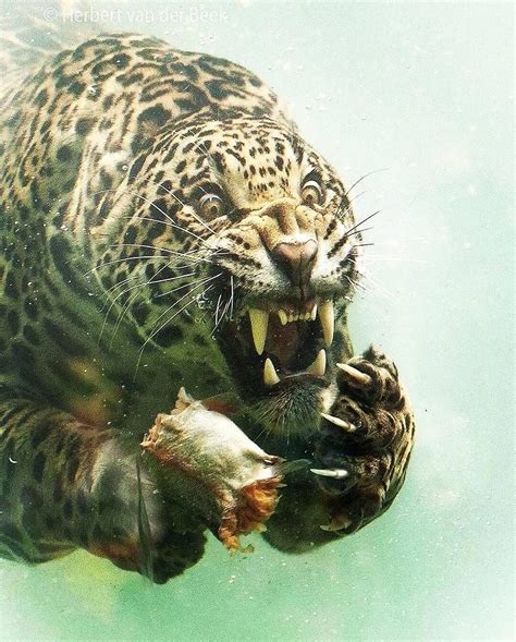 Complex - A jaguar hunting underwater. Truly terrifying 😰...