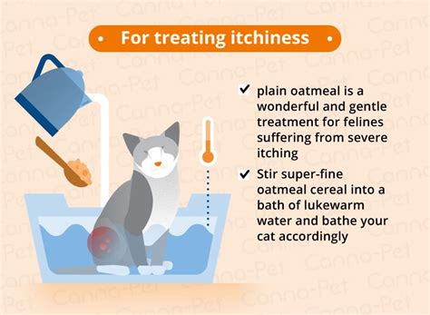 Cat Skin Conditions & Natural Remedies | Canna-Pet | Cat skin, Cat skin problems, Cats