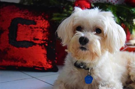 Best Christmas Dog Names – 115+ Joyful Ideas