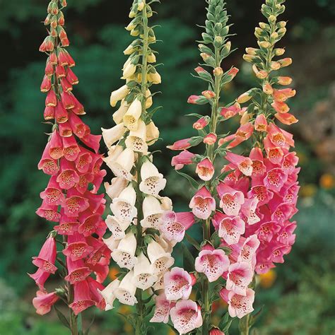 Foxglove 'Excelsior Hybrid Mixed' - Cottage Garden Plants - Van Meuwen ...