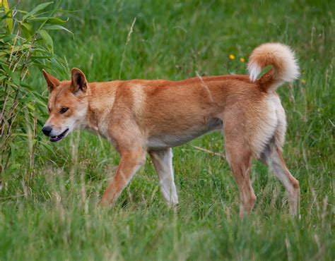 Dingo effects on ecosystem visible from space