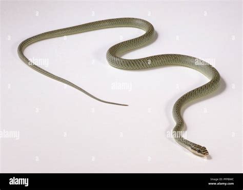 Flying snake (Chrysopelea sp Stock Photo - Alamy