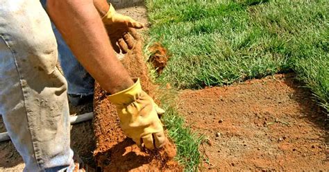 How to Make St. Augustine Grass Plugs? - Small Garden DIY