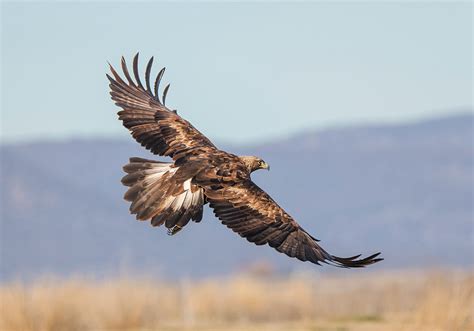 Golden Flight Photograph by Loree Johnson - Pixels