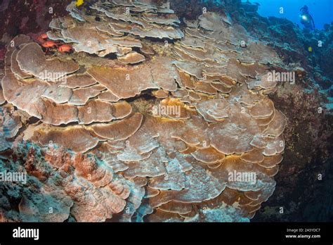 Pillar coral reef hi-res stock photography and images - Alamy