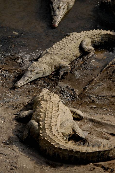 American Crocodile Habitat