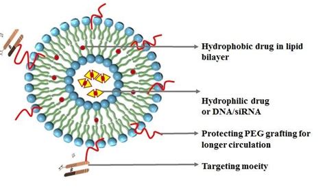 Liposomes for Drug Delivery. | Download Scientific Diagram