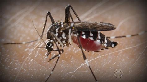 Hawaii mayor declares state of emergency to address dengue fever ...