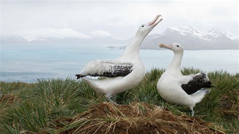 Albatross - BirdLife International