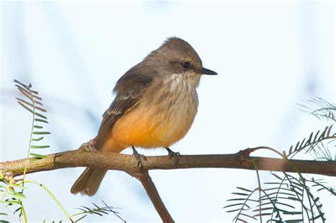 Feather Tailed Stories: Vermilion Flycatcher, Tucson