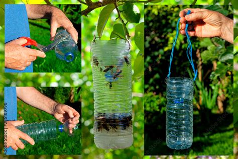 How a homemade trap is made for the Asian hornet bee. Stock Photo ...