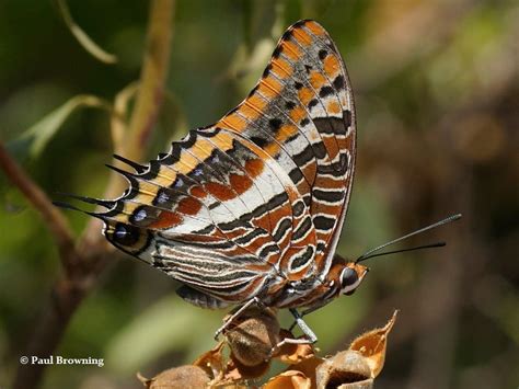 European Butterflies | Wildlife Insight