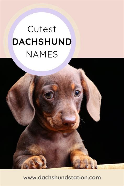 Best Dachshund Names Of 2024 *NEW* - Dachshund Station | Dog names unique, Dachshund puppy ...