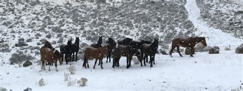 Wild Winter Round Up - January 11, 2014