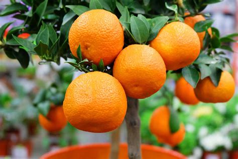 Mandarin Tree Care: How to Grow and Enjoy These Citrus Fruits - South ...