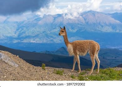 ビクニャスはチンボラゾ火山の近くを歩いている写真素材1897292002 | Shutterstock