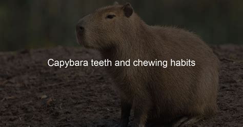 Capybara teeth and chewing habits - Capybara Lovers