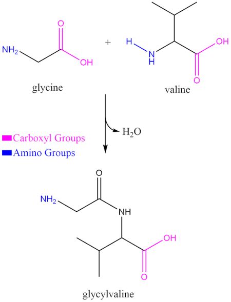 Show how a peptide bond forms between the two amino acids, glycine and valine. Draw the ...