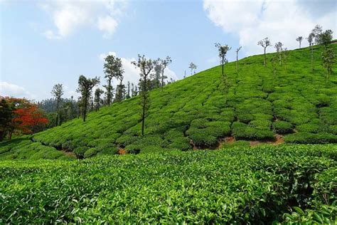 6 Tea Gardens in Darjeeling