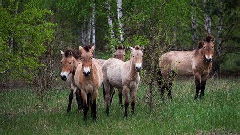 Chernobyl Today Animals