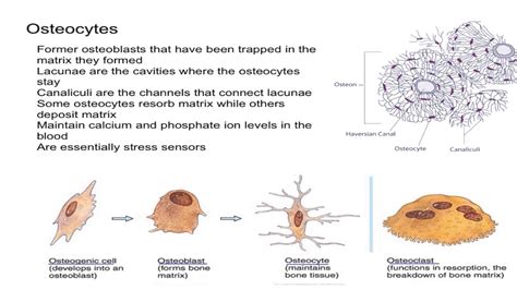 Osteocytes - YouTube