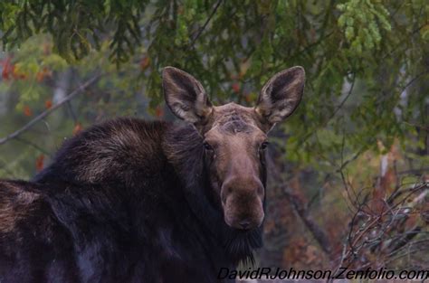 David Johnson Photography – Boundary Waters Blog