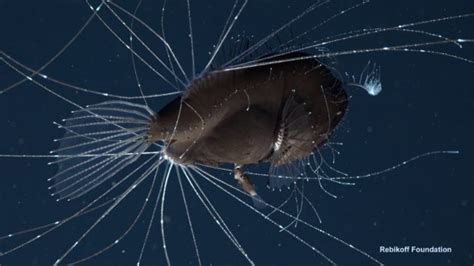 Deep-sea video captures the sexual hookup of anglerfish