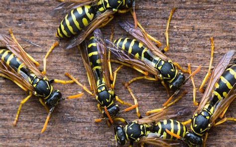 Wasp Control Methods To Check Out in 2024 | Homerenovationblogs.com