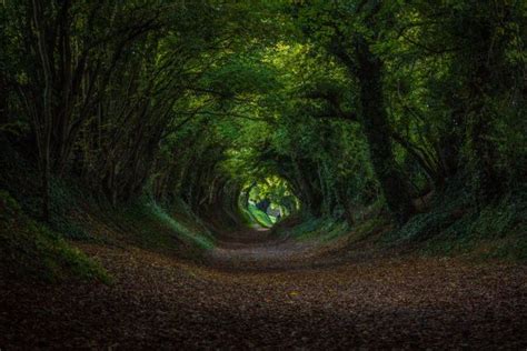 Halnaker Tree Tunnel in Autumn by Daniel Smith | Tree tunnel, Tree, Tunnel