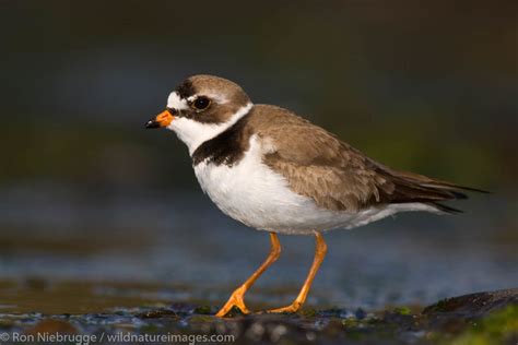 Semipalmated Plover | Ron Niebrugge Photography