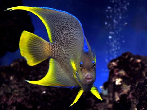 Blue Angelfish (Holacanthus Isabelita) Photos | Saltwater aquarium fish ...