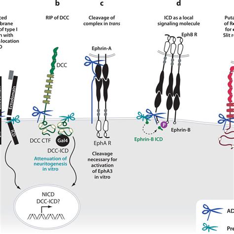 Trafficking guidance receptors to the growth cone plasma membrane (PM).... | Download Scientific ...