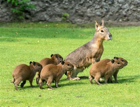 Five Baby Capybaras Born at Zoo Berlin | Capybara, Cute baby animals ...