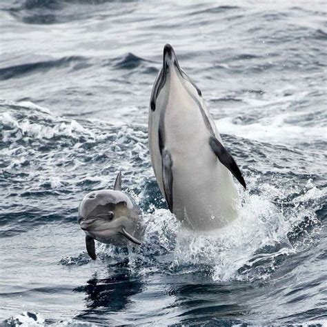 Picture | Majestic animals, Dolphin photos, Sea animals