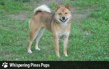 Shiba Inu Breeders - Whispering Pines Pups