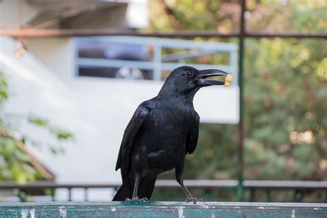 Crows Are Getting High Cholesterol Because They're Eating Fast Food