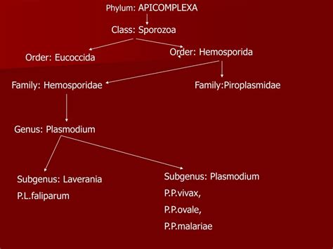 PPT - Phylum: APICOMPLEXA PowerPoint Presentation, free download - ID:1228517