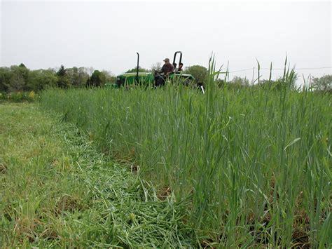 IowaVegetables: Winter rye: a versatile cover crop