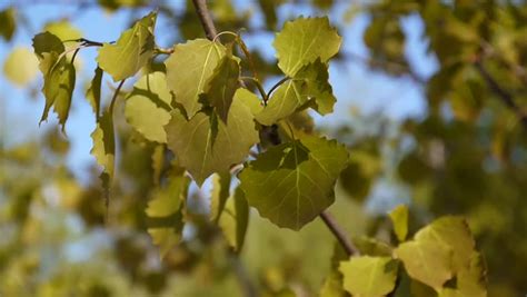 Aspen Leaves Fluttering In The Breeze Close-up Stock Footage Video ...