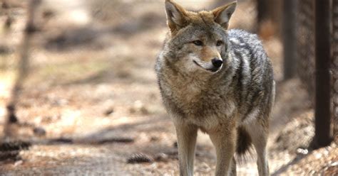 Coyotes in Philadelphia: Why are the animals showing up?