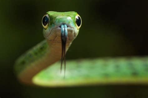 How to Photograph Snakes | Nature TTL