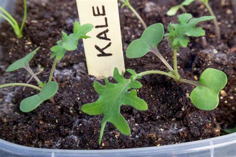 Kale Seeds: How to Grow and Harvest This Leafy Green - A-Z Animals