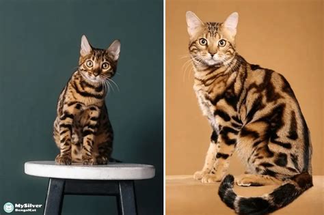 Explore Marble Bengal Cat | History, Personality & Much More