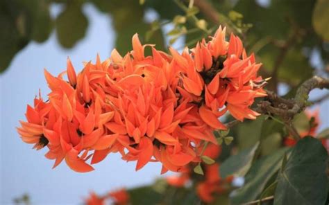 SHOP 360 GARDEN Butea Monosperma, Palash, Dhak, Palah, Flame of the Forest, Parrot Tree Seeds ...